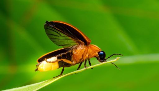 Close-up of a firefly