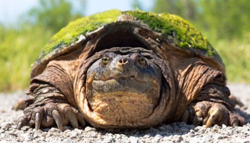 Adult snapping turtle