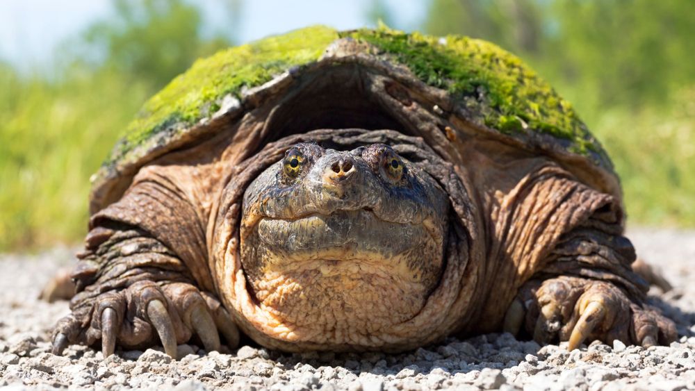 Adult snapping turtle