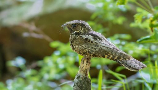 A male whippoorwill perched near the ground