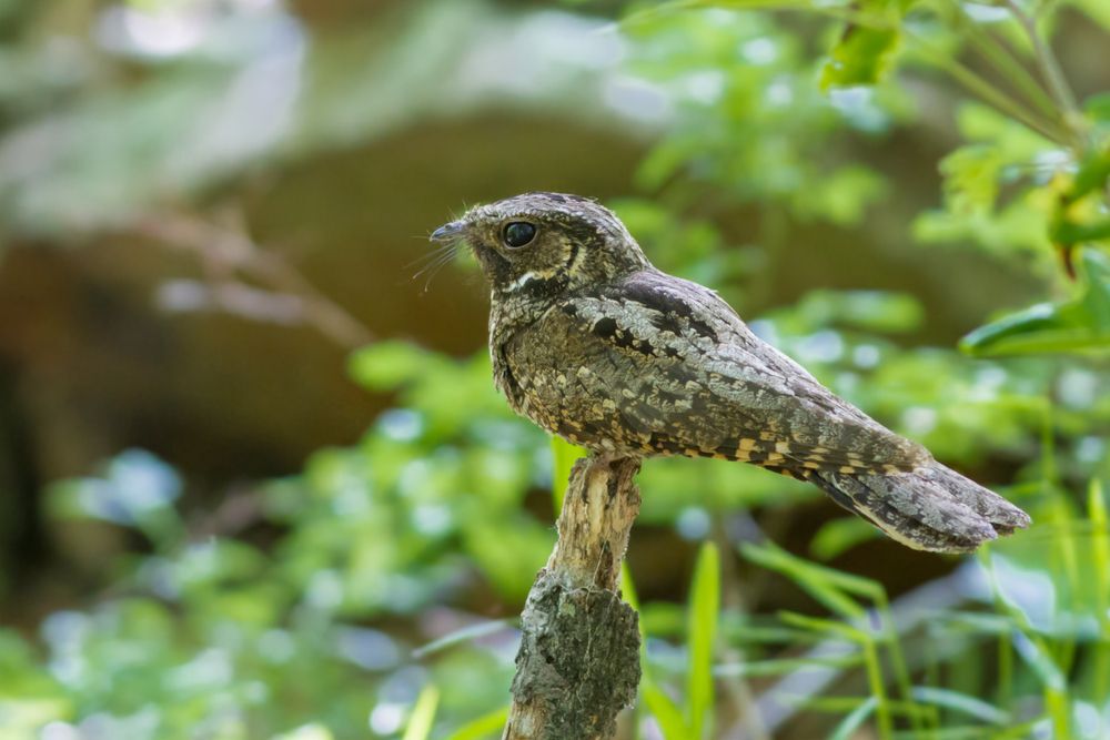 A male whippoorwill perched near the ground