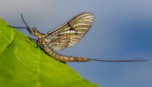 Adult mayfly on a green leaft
