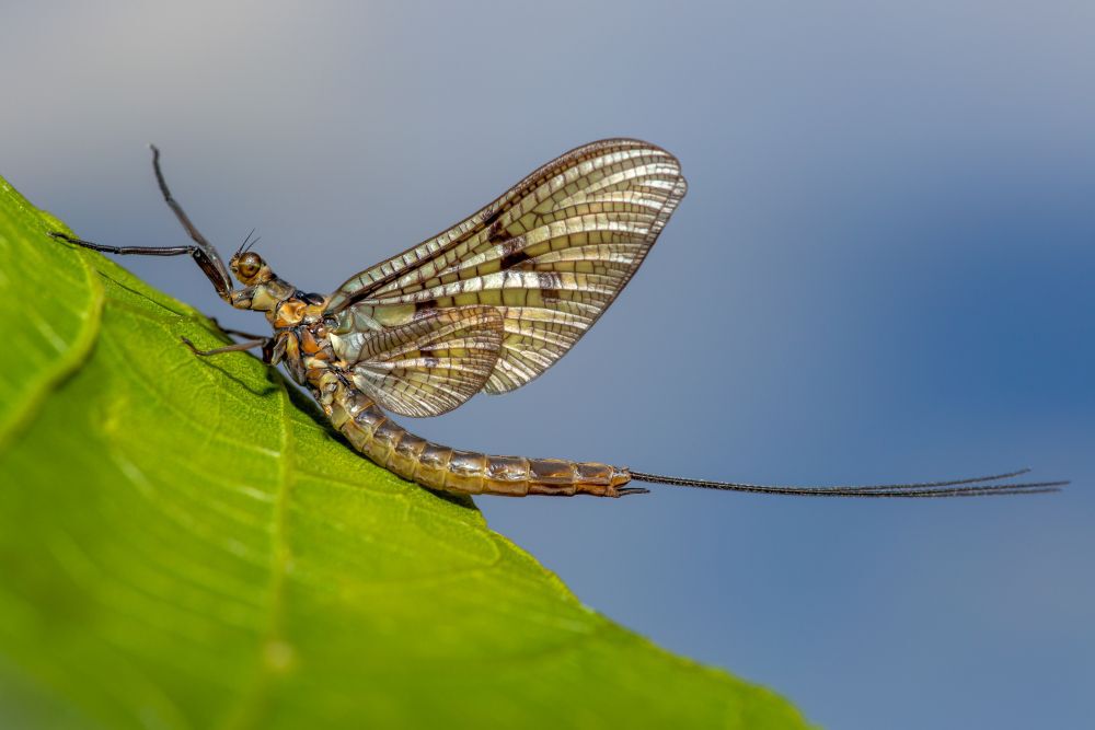 Adult mayfly on a green leaft
