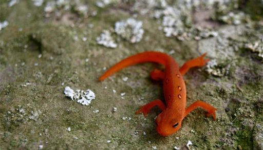 A juvenile red-spotted newt against a rocky background