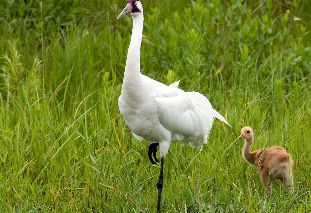 whooping crane