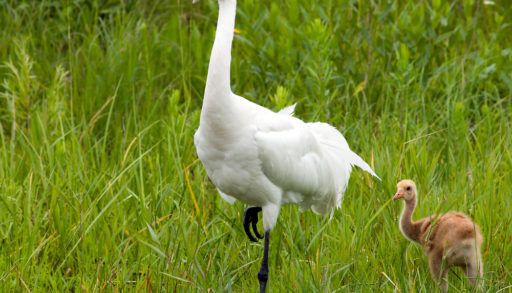 whooping crane