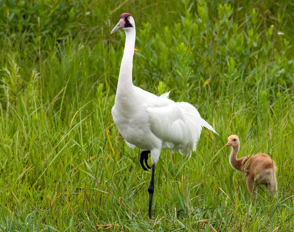 whooping crane
