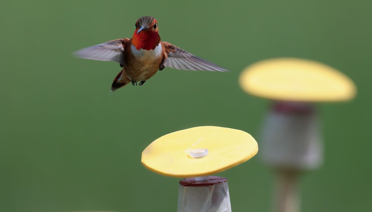 Male rufous hummingbird arriving at the array.
