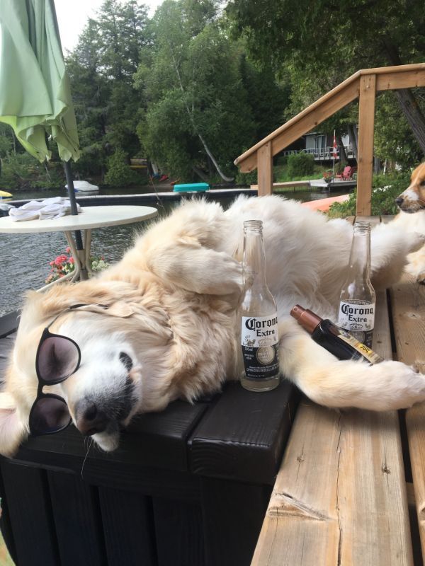 A dog wearing sunglasses surrounded by empty Coronas