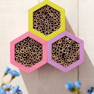 Bee Box