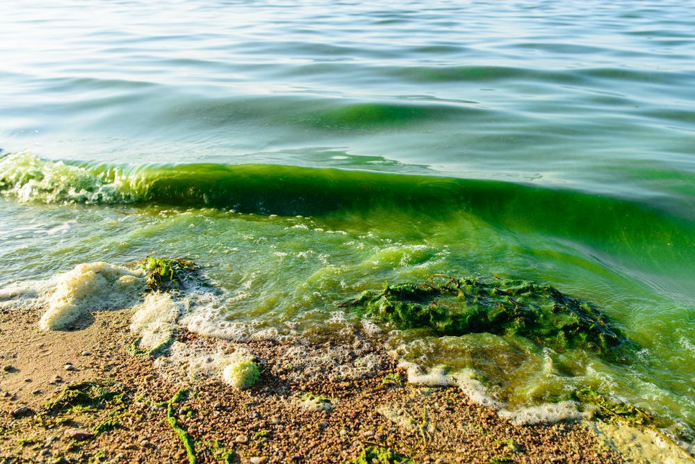Algae Bloom