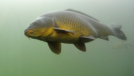 common carp