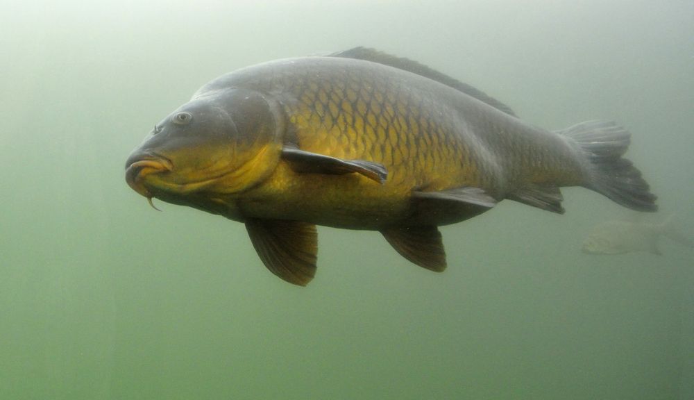 common carp