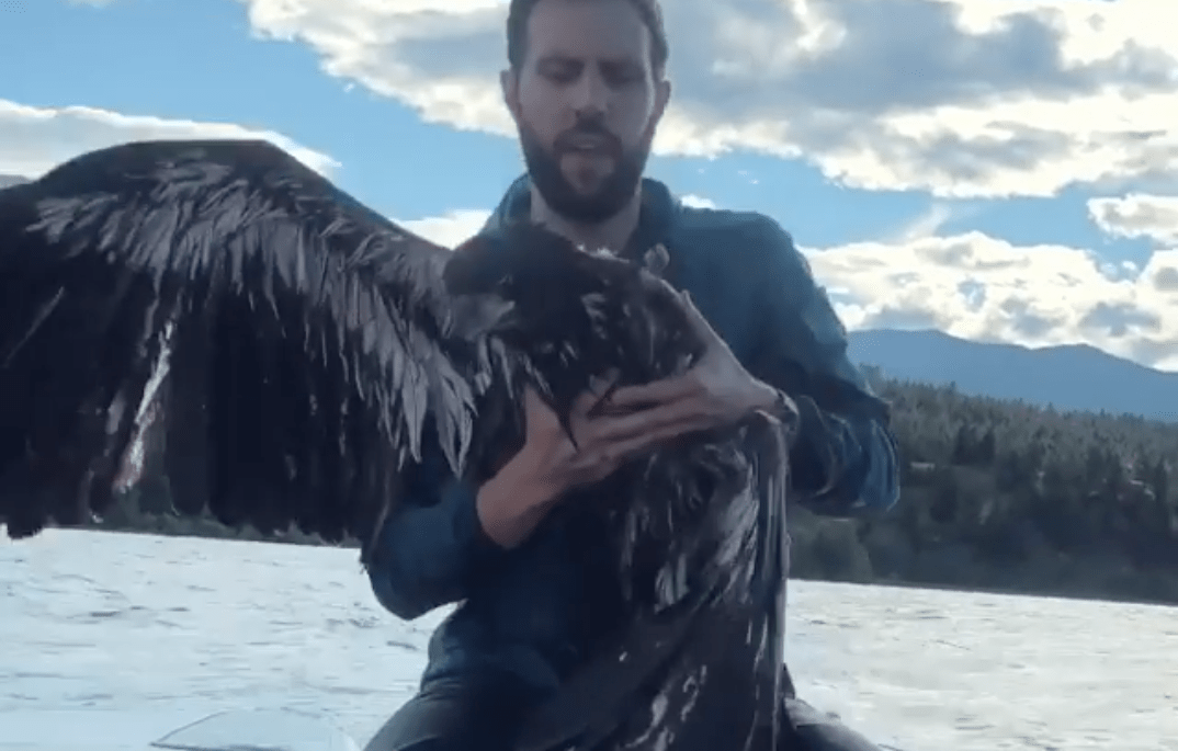 man holds on to bald eagle on boat that he saved from the water