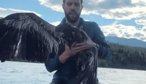 man holds on to bald eagle on boat that he saved from the water
