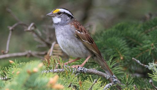 white-throated-sparrow