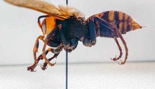 This spring, three mated queen giant hornets were found in B.C. and Washington state.