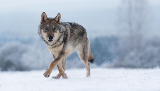 Grey wolf in the snow