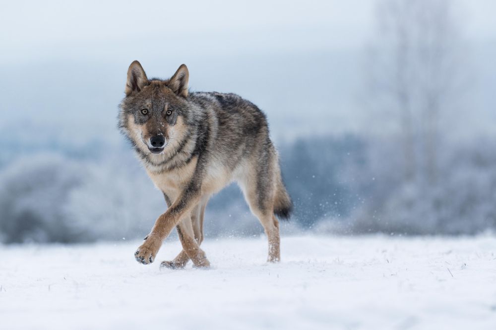 Grey wolf in the snow