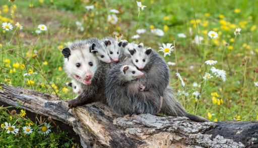 Female opossum with babies on her back