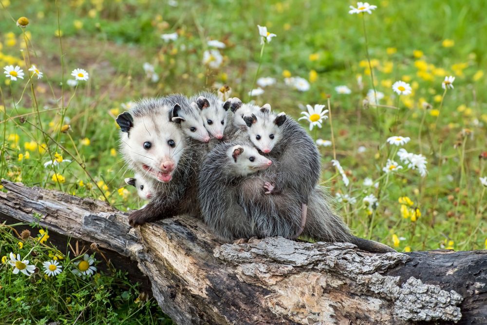 Female opossum with babies on her back