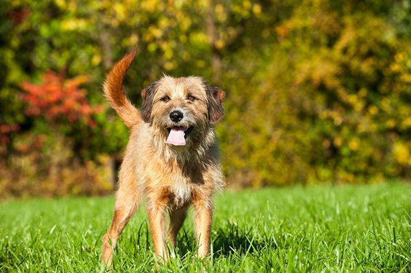 Mixed breed dog in nature