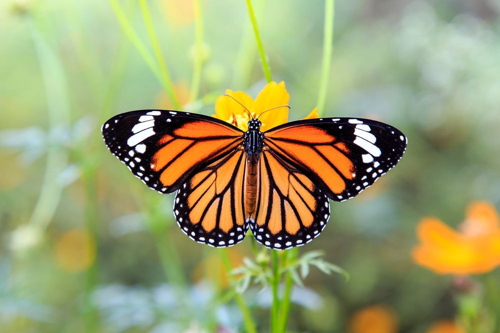 A monarch butterfly on a yellow flower