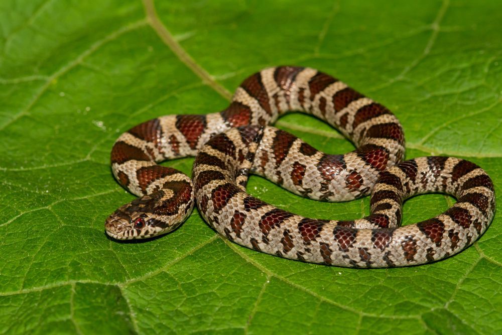 A milk snake coiled against a leaf background