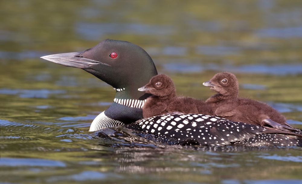 loon and chicks