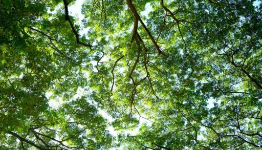Spring Sun Shining Through Canopy Of Tall Tree. Sunlight In Deciduous Forest, Summer Nature, Sunny Day. Upper Branches Of Tree With Fresh Green Foliage. leaves