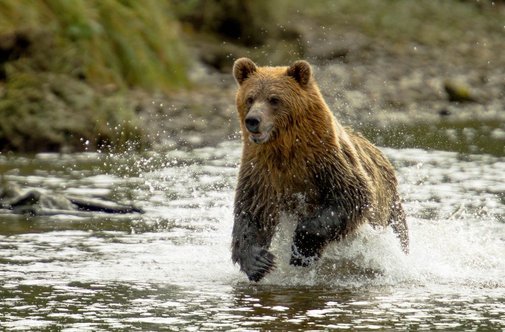 Grizzly bear running through the water