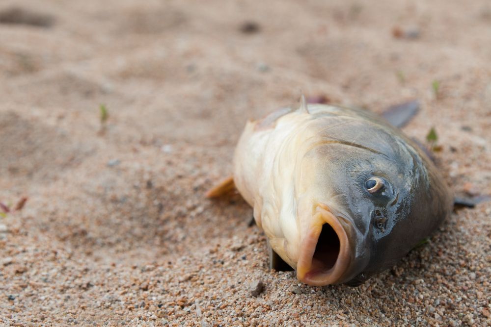 carp on beach