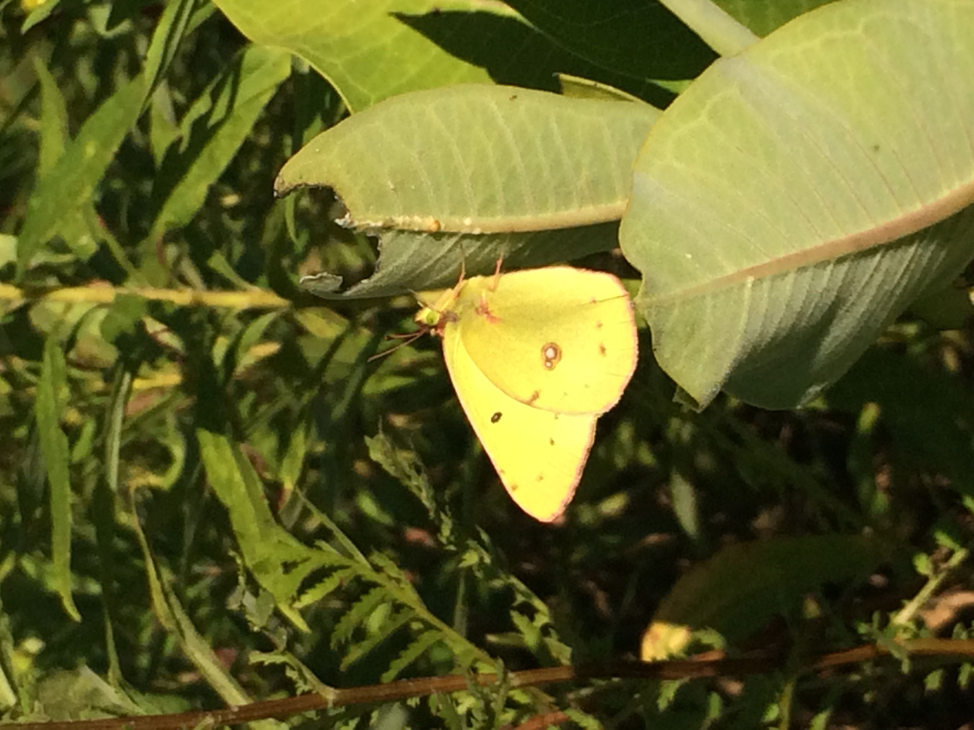 Colias philodice clouded sulphur butterflies