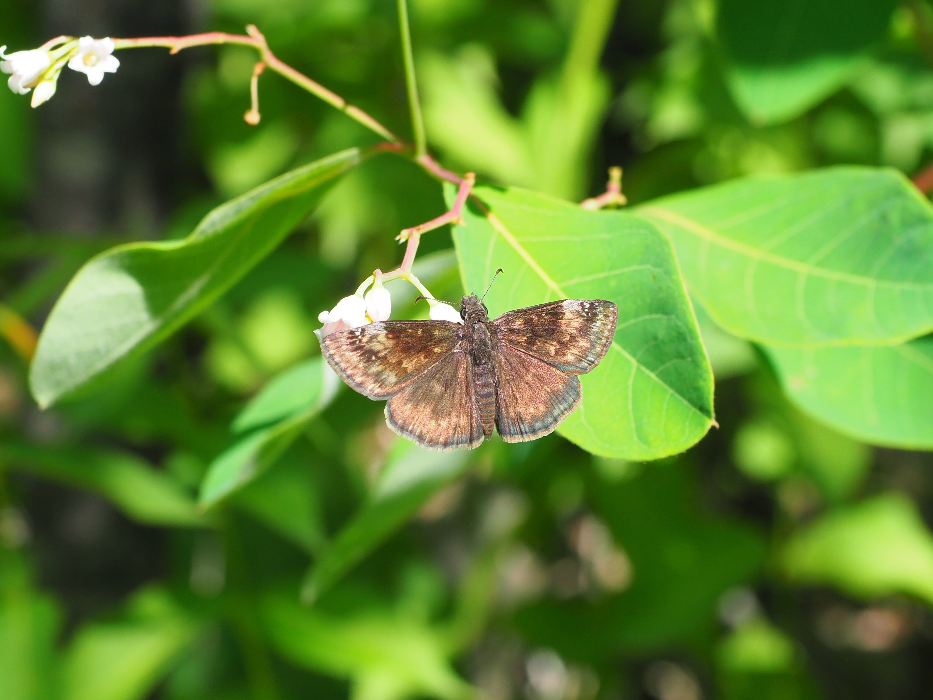 Wild Indigo Duskywing butterflies
