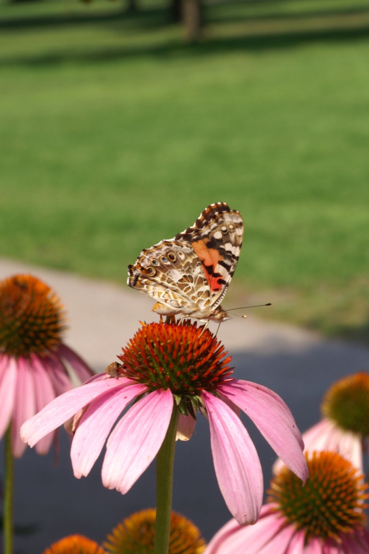 Painted Lady butterflies