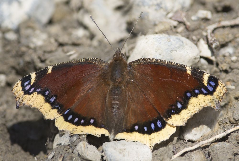 Mourning Cloak butterflies