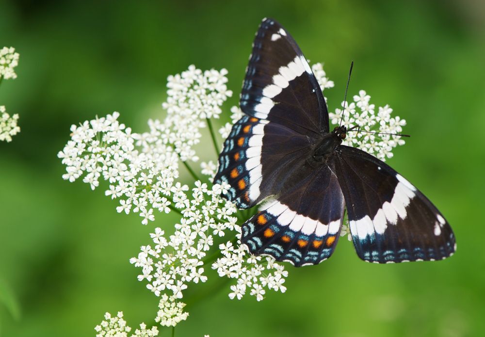 White Admiral butterflies