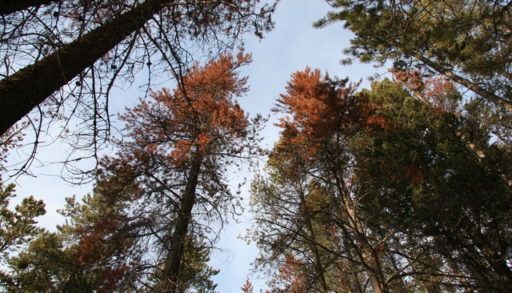 MPB killed pine photo – The needles of a lodgepole pine tree turn red a year after it was killed by mountain pine beetle.