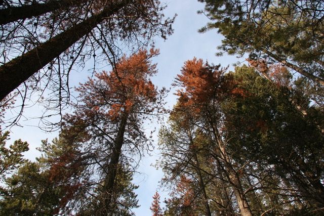 MPB killed pine photo – The needles of a lodgepole pine tree turn red a year after it was killed by mountain pine beetle.