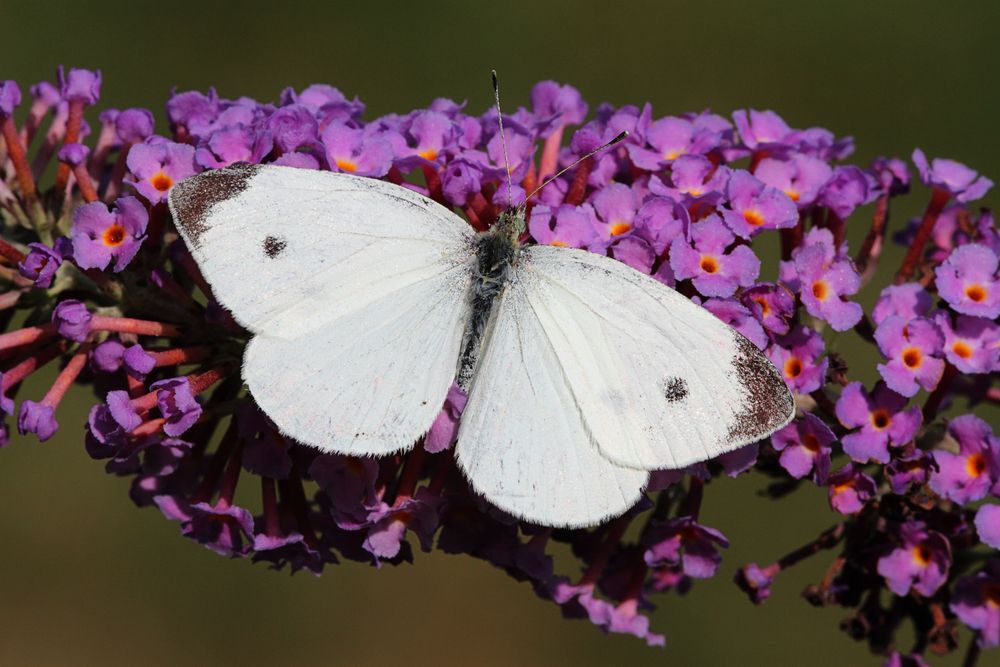 Cabbage White butterflies