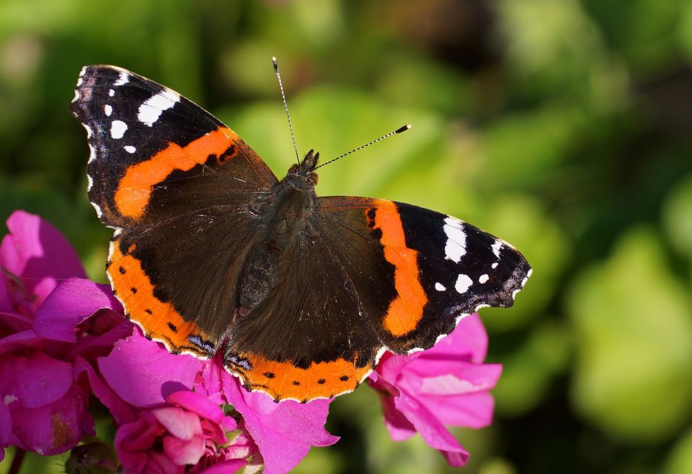 Red Admiral butterflies