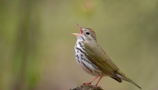 A male ovenbird perched on a log, singing