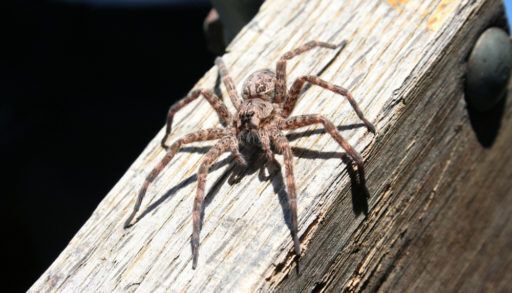 An adult dock spider on a wood board
