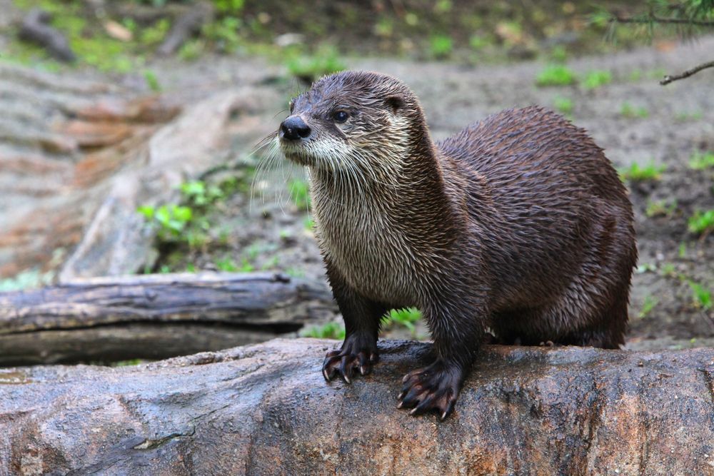 A brown otter standing on a log