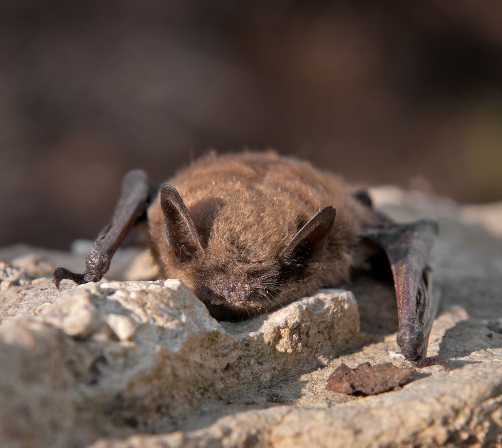 A little brown bat resting on a rock
