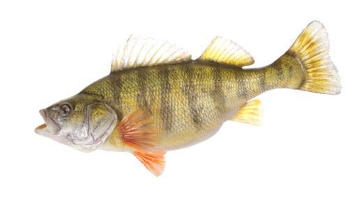 yellow perch