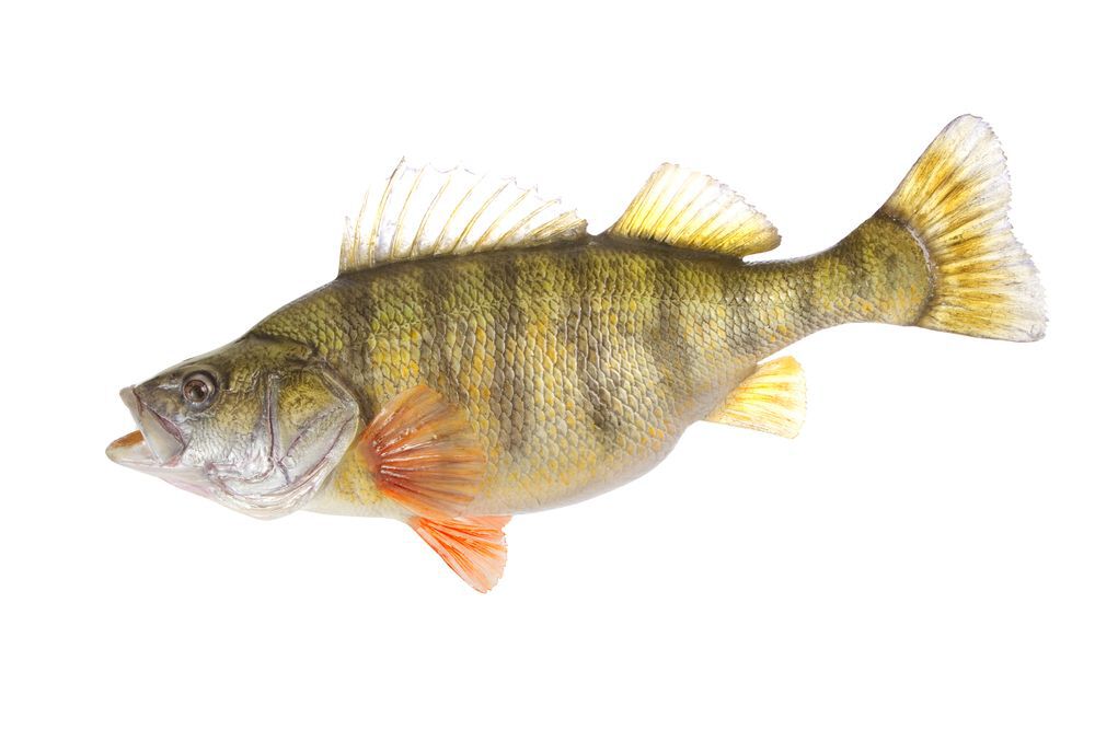 yellow perch