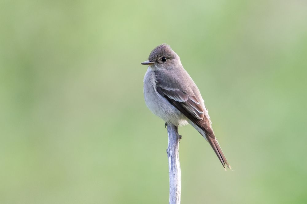 Western Wood-pewee flycatcher