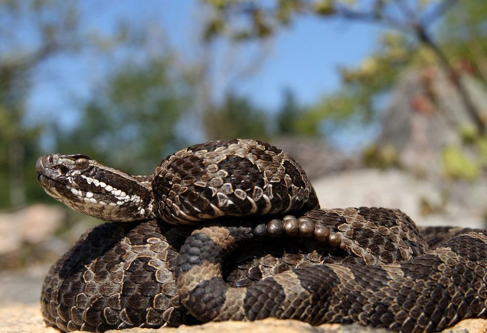 A massasauga rattlesnake, coiled in the sand