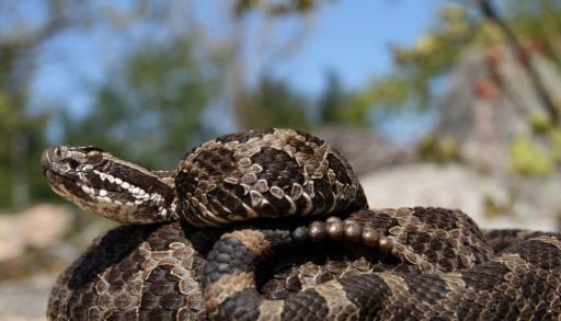 A massasauga rattlesnake, coiled in the sand